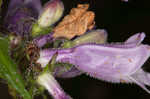 Longsepal beardtongue